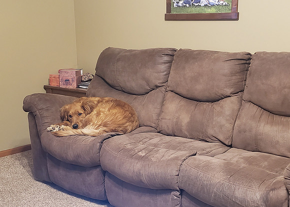 Ellie misses her buddy Matt.  He is quarantining in the basement until wednesday.