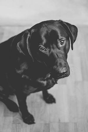 008/365 - These eyes get me every time!