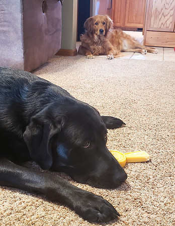 Sunday morning shenanigans with these two.