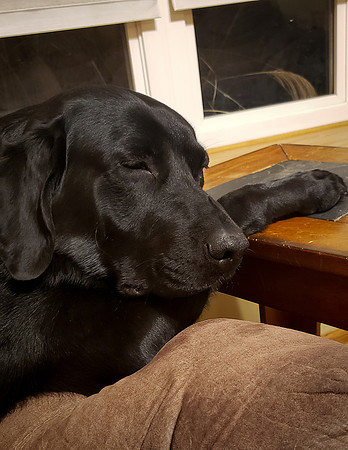 Hershey snuggles